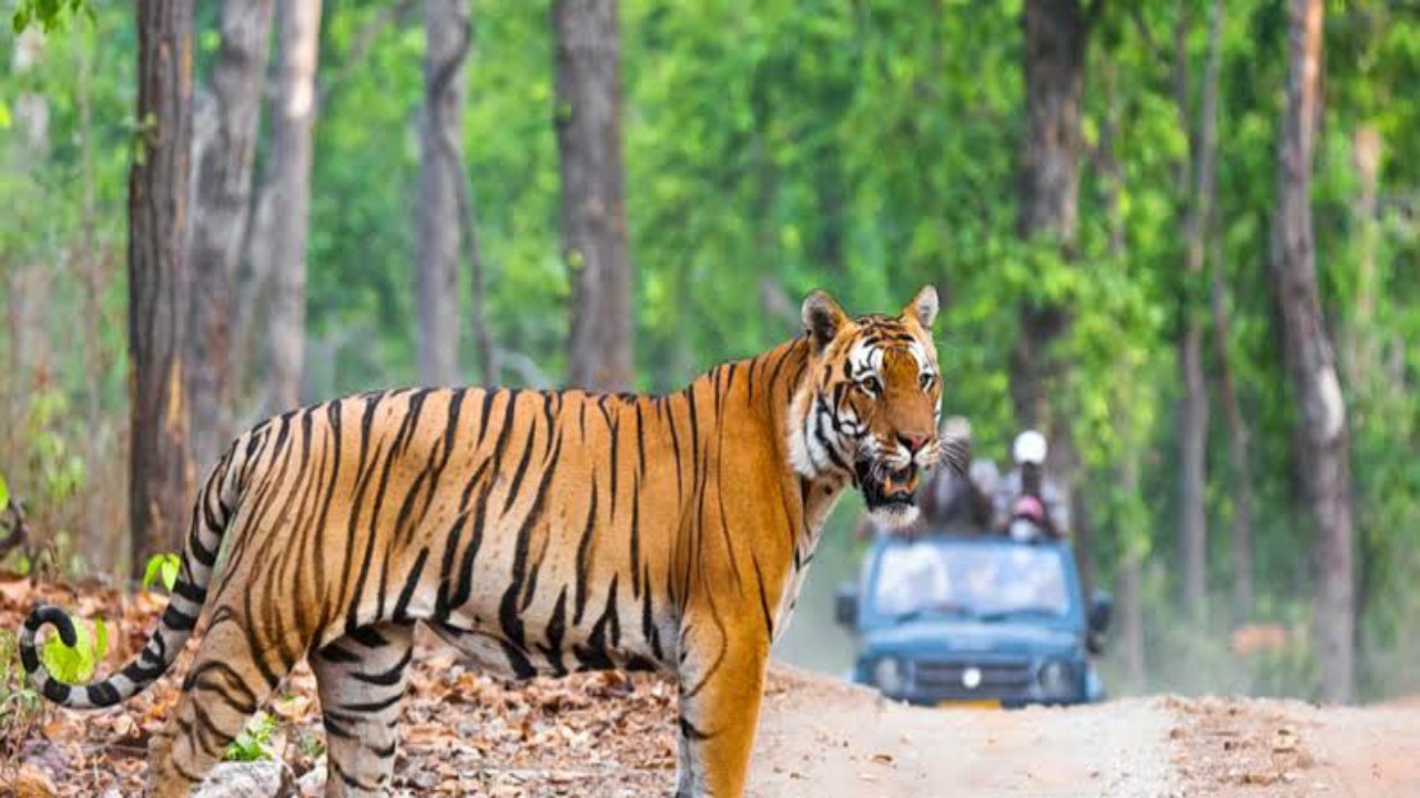 Incredible India 5 Must Visit Wildlife Sanctuaries In India SuccessYeti