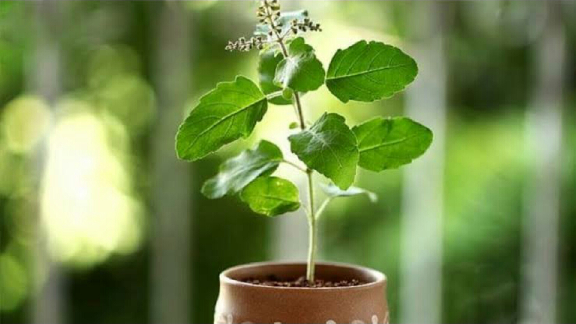 Which Direction Is Good For Tulsi Plant