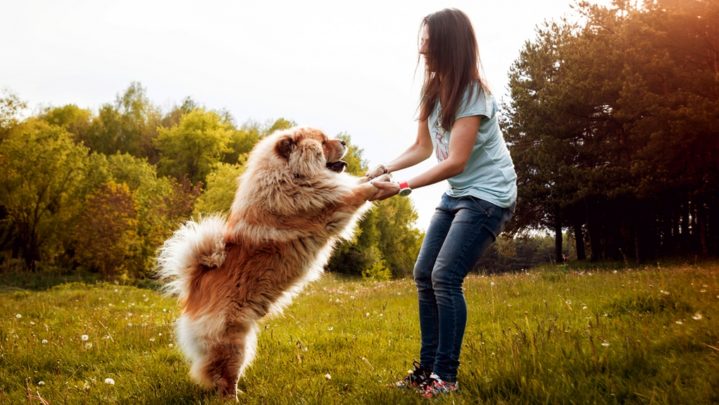 reasons-why-having-a-pet-will-make-you-happier-successyeti