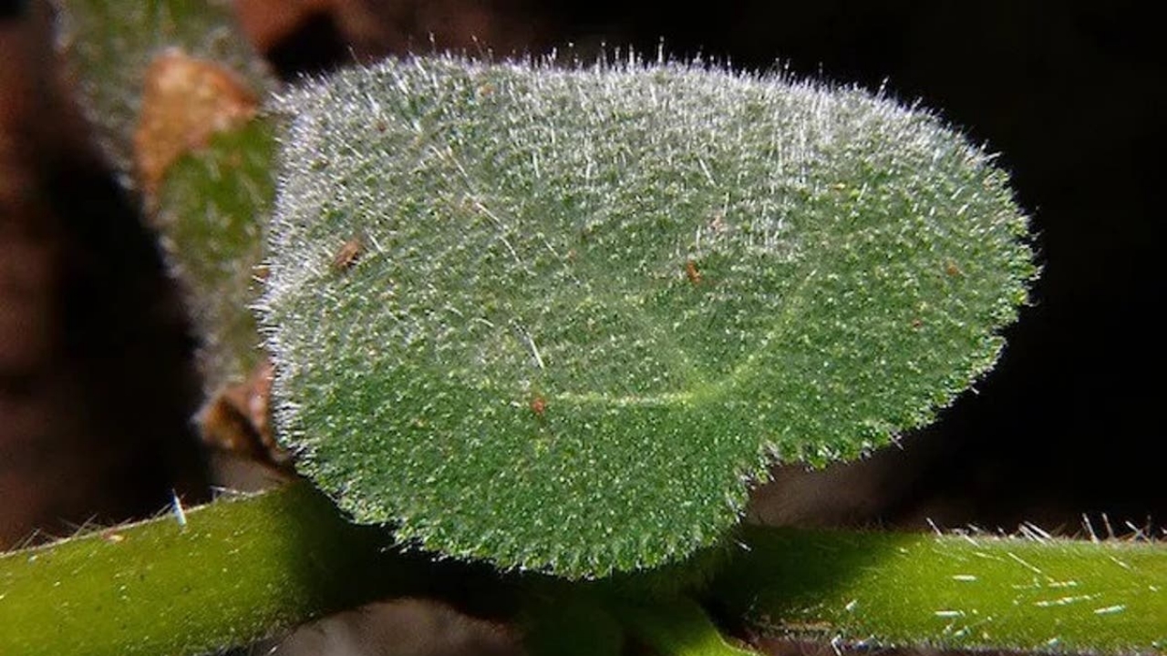 gympie-gympie-a-plant-that-can-sting-and-inflict-pain-for-months-know