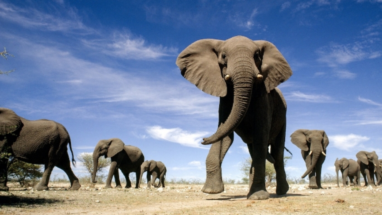 Importance Of Elephants In Ecosystem And Other Interesting Facts