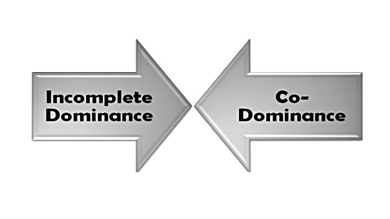 key-differences-between-incomplete-dominance-and-codominance-successyeti