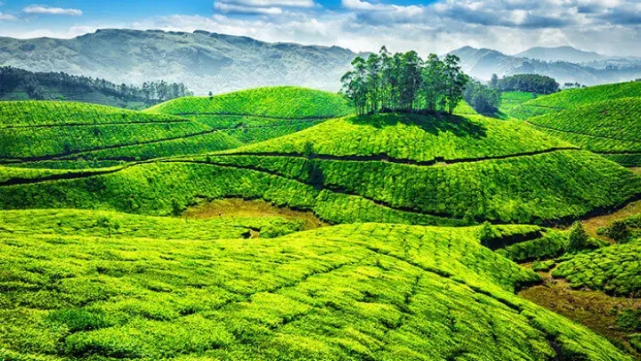 5 Reasons Why Munnar Is A Must Visit Destination In India - SuccessYeti