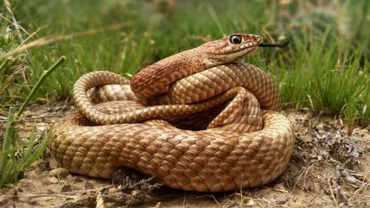 Fascinating Snakes Facts: Checkout - SuccessYeti