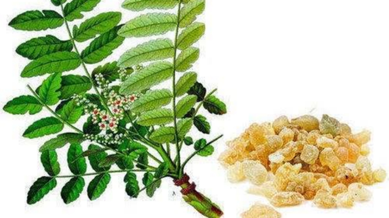 Proven Benefits Of Boswellia - SuccessYeti